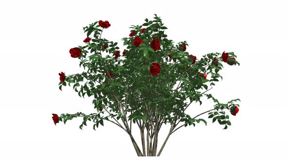 Red Rose Bush alt