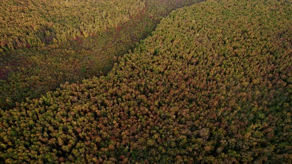 Aerial Drone View of Forest Destroyed in Europe Forest at Sunset During Autumn