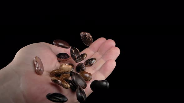 Legumes Will Fall Into the Hand on a Black Background