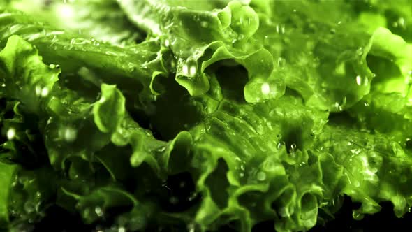 Drops of Water Fall on the Greens of the Lettuce