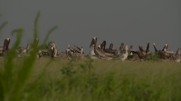 a group of pelicans on an island