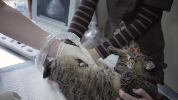 Cute Cat Having an Ultrasound Scan in Vet Office Close Up. The Pet in Veterinary Clinic. The Doctor