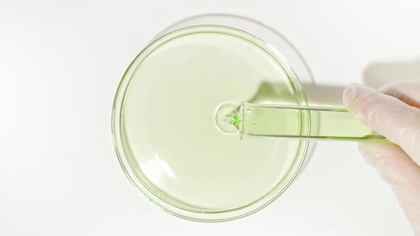 Transparent Green Fluid Oil From a Test Tube is Poured Into Petri Dishes