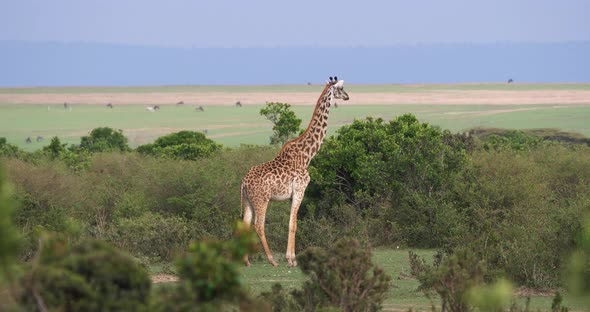 Masai Giraffe, giraffa camelopardalis tippelskirchi, Adult standing in Savanna