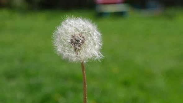 Dandelion Being Blown in Slow Motion on Spring Sunny Day