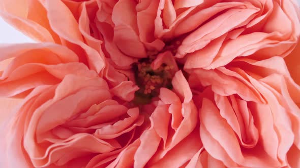 Beautiful Pink Rose Rotating on White Background Macro Shot