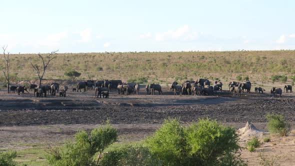 A large herd of African Bush elephants at Khaudum National Park