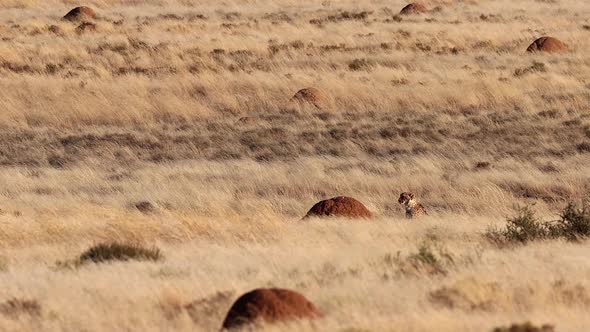 Lone Cheetah in sea of tall golden savanna grass blowing in the wind