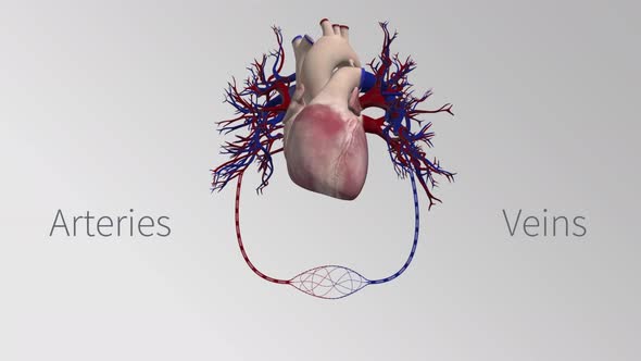 Cardiovascular System Hd Human Blood Arteries And Veins