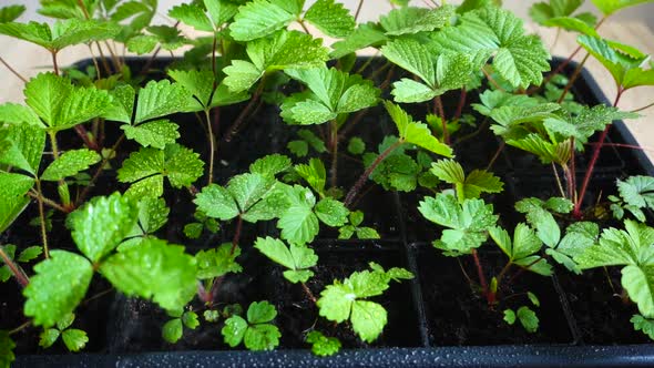 Watering strawberry bushes. Slow motion.