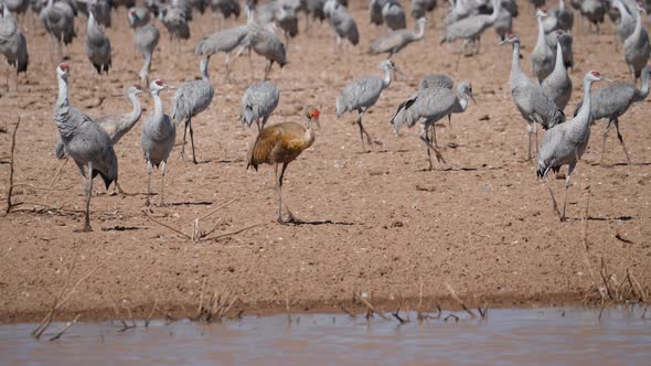 Sandhill crane juvenile striding next to drying desert pond.