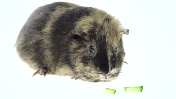 Short-haired Guinea Pig on a White Background in Studio