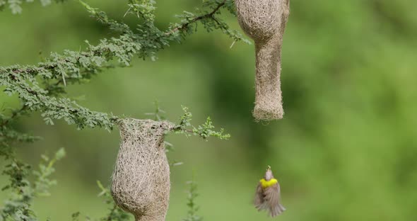 Male Baya Weaver Bird enters its nest from below in slow motion to feed the young once