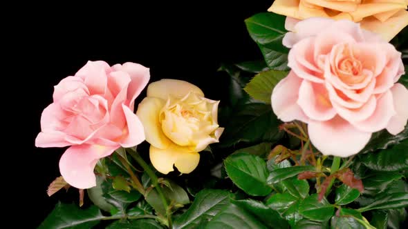 Time Lapse of Opening Orange Rose Flower