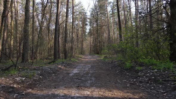 Aerial View of the Road Inside the Forest