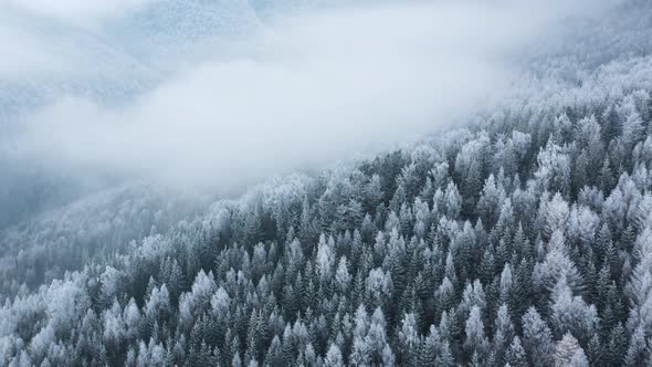 Flying Over a Fabulous Winter Forest the Trees Are Covered with Frost the Fog Swirls Over the