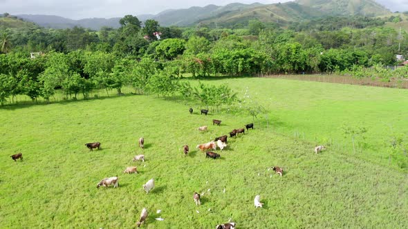 Amazing aerial shot at low altitude overlooking a farm with cows, birds flying, green vegetation on