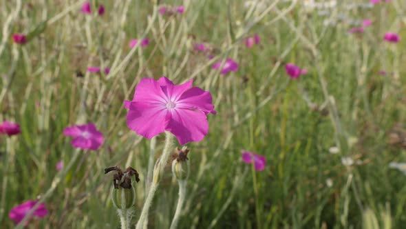 Lychnis coronaria plant in the field shallow DOF 4K 2160p 30fps UltraHD footage - Beautiful Rose Cam