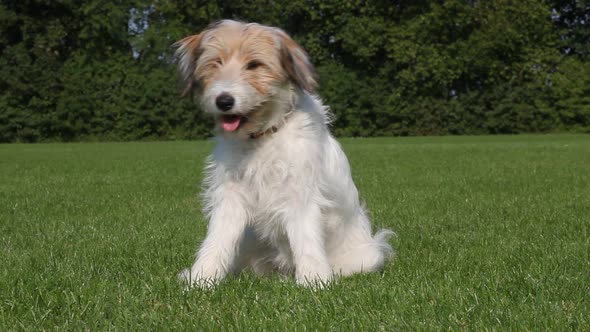 Dog sitting on grass