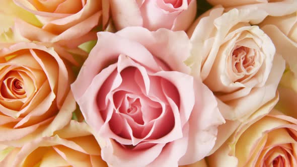 Beautiful Pink Rose Rotating on White Background Macro Shot