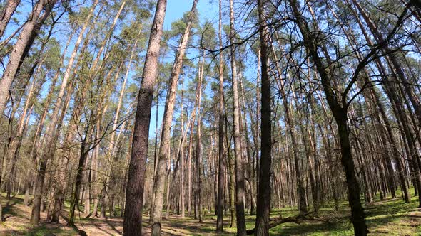 Walking Through the Forest with Pine Trees During the Day POV Slow Motion