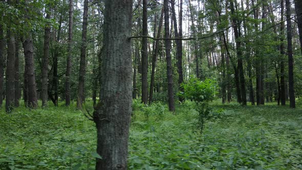 Beautiful Green Forest on a Summer Day Slow Motion