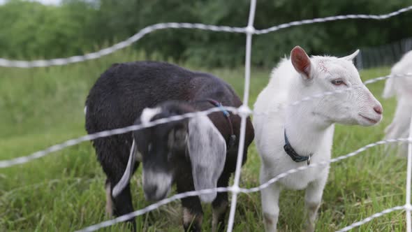 Pair of baby goats stand together in pasture, chewing cud. Brown and white.