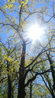 Vertical Video of the Forest in the Spring