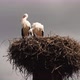 Two White Storks In The Nest On The Roof In Germany - VideoHive Item for Sale