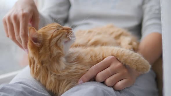 Woman Is Stroking Cute Ginger Cat on Windowsill. Fluffy Pet Purring with Pleasure. Cozy Home.