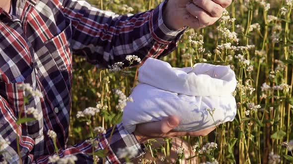 An agronomist in a buckwheat field with a bag of buckwheat in his hands.