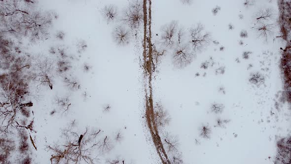  Snowy Forest And Bird Aerial