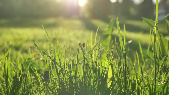 Green Grass Grows on Wide Meadow Under Bright Sunlight