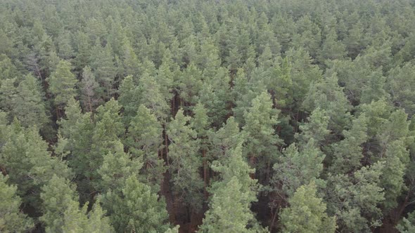 Forest Landscape Aerial View Slow Motion