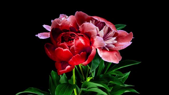 Beautiful Red Peony Flowers Bouquet Opening Background