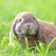 Lop-eared rabbit jumps on the lawn and chews the grass. - VideoHive Item for Sale