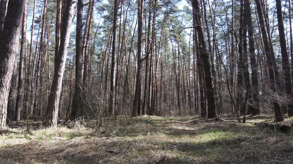 Forest Landscape Aerial View Slow Motion