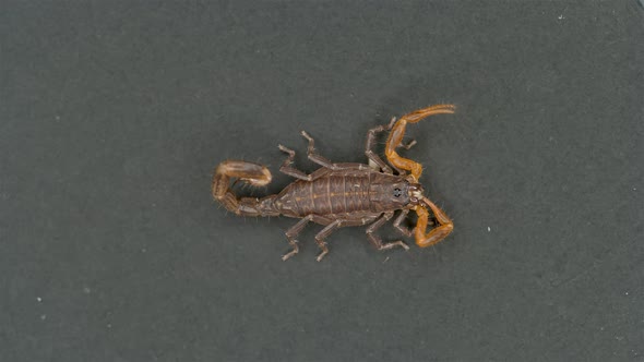 Parthenogenetic Scorpion Lychas Tricarinatus, Family Buthidae, Distributed in India