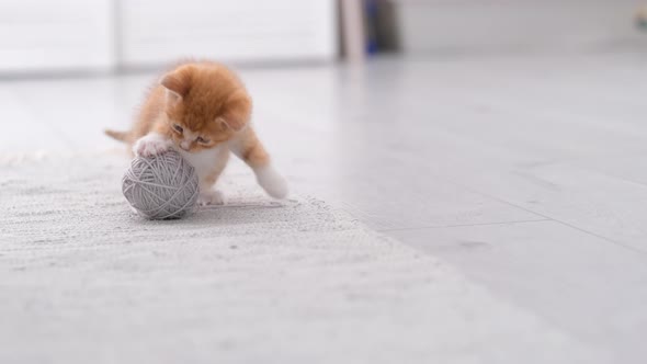 Striped Red Ginger Domestic Kitten Playing Home