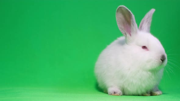 Little White Rabbit on a Background of Chromakey