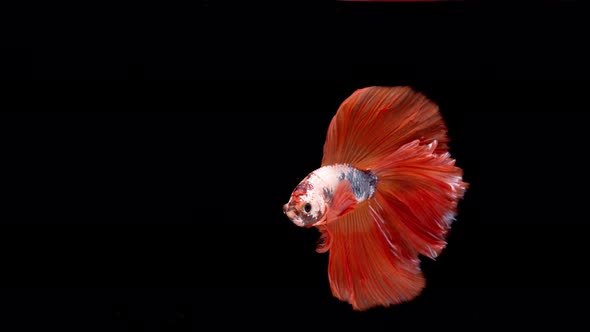 Slow motion of Siamese fighting fish (Betta splendens), well known name is Plakat Thai alt