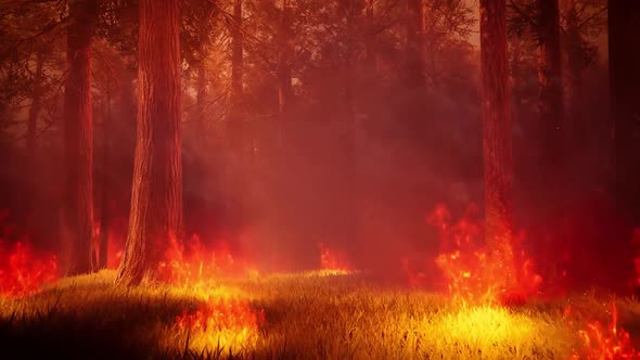 Forest Wildfires 4K 09