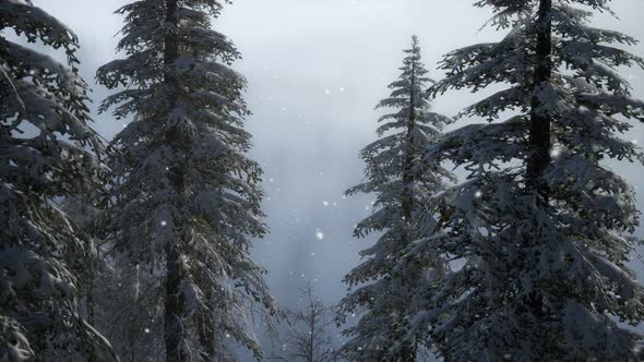 Misty Fog in Pine Forest on Mountain Slopes alt