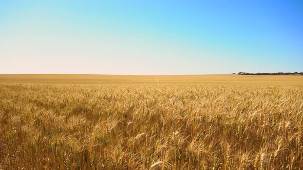 Wheat in the summer sun