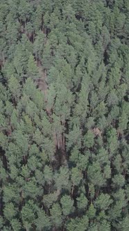 Vertical Video of Pine Forest Aerial View Slow Motion