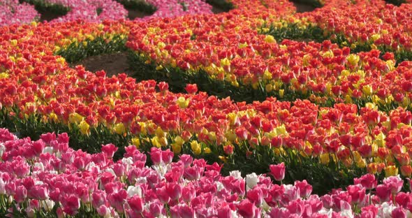 Tulips field in the Provence, Alpes de Haute Provence, France