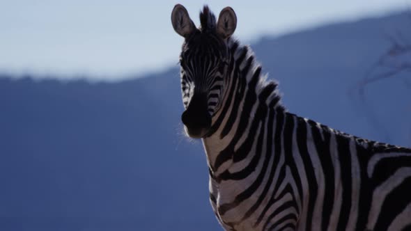 Zebra in front of mountain range out of focus