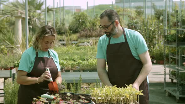 Couple of Gardeners Planting Seedlings in Greenhouse