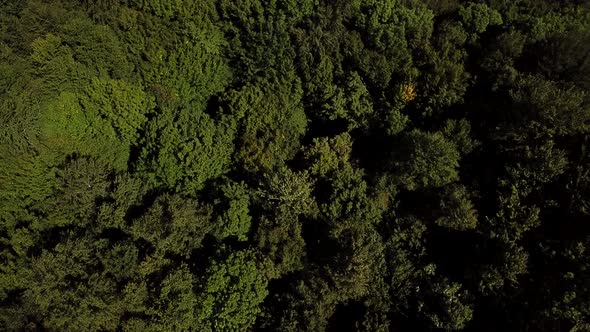 Aerial Top Down View Forest Woodland Aerial