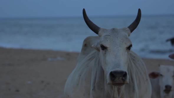 The Symbol of Sri Lanka. Cow on the Beach.